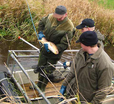elfisk2009-1 elfisk2009-1